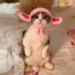 [고양이] 모자쓰고 더 귀여워진 고양이들