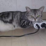 울 <b>샤</b>비는 힐링입니다