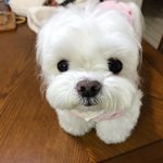 [EXO] 날 닮은 <b>동물</b>