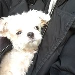 [강아지] 위험한 도로에서 발견된 아이