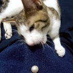 [고양이] 우리 냥이는 <b>특이</b>한걸까?ㅎㅎ