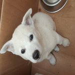 님들아 강아지 <b>판별</b> 부탁 드려요!!