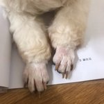 어떻게든 <b>방해</b>해 보겠다는 악마 김뭉치