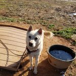 [강아지] 너무 순한 <b>백구</b>아이