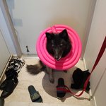 [강아지] 강아지가 출근 <b>방해</b>함