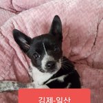 [강아지] 김제에서 <b>일산</b>으로