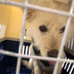 [강아지] <b>파양</b>되어 돌아온 모녀소식
