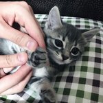 [고양이] 우리집 고양이 <b>세젤귀</b> 고양이