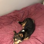 [강아지] <b>교통</b>사고 아이소식 입니다