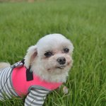 모시/말티즈/<b>남아</b>(중성화완료)/7살/2.5kg  *모시는 두려운...