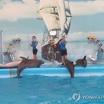 동물권<b>단체</b> "돌고래 '태지', 퍼시픽랜드에 기증 반대" 서명<b>운동</b>