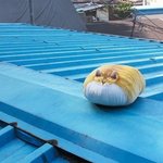 고양이 쿠션을 내 <b>손</b>으로 직접 만들어봤어!! 귀여운지 <b>한</b>번 봐줄래!?...