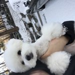 울 강아지 귀엽지