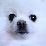 트위터에서 그림그려서 돈버는애 있냥