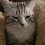 이번 <b>스벅</b> 다이어리 디자인 개구리다