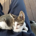 [고양이] 자유로운 영혼 냥이 수복이