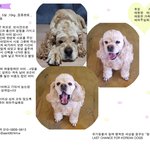 [강아지] 코카스파니엘 코순이