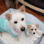 [강아지] <b>파양</b>되어 돌아온 모녀소식