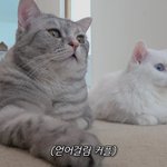 [댓글부탁해] 담배피우면 열에아홉<b>확률</b>로 양아치임?