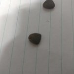 나좀 도와줘ㅠㅠ(강아지 <b>사료</b>)