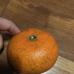 ㄹㅇ 귤 개존맛