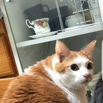 트위터 <b>새계정</b> 팠는데 어떻게 컨셉잡을까?