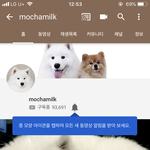 와 나 강아지 ㅂㄹ안좋아하는 냥빠인데