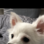 우리집 귀염둥이를 소개합니다