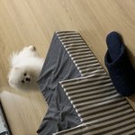 [강아지] 우리집 공주님 <b>왕자</b>님