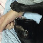 우리집 <b>고양이</b> 귀여운 <b>모먼트</b>