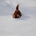 얘들아 엽떡 2인<b>세트</b> 양 어느정도야?