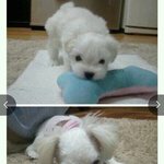 우리강아지<b>역변</b>한거볼래???