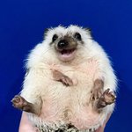 <b>배추</b>나르고왔다
