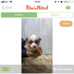 얘들아 <b>이</b> <b>강아지</b> 커질까??