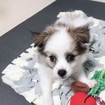 [강아지] 3개월 꼬마가 가족을 기다립니다