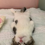 [고양이] 잠자는 예쁜 고양이들