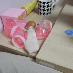 우리 집 햄스터 진짜 쫄보야ㅋㅋㅋㅋㅋㅋㅋ(feat.구운계란)