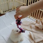 강아지 분양 샵 알바 후기 꼭 읽어줘