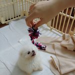 강아지분양<b>샵</b> 알바 후기 꼭 읽어줘