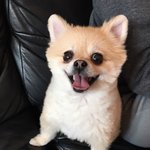 [강아지] 뽀로뽀로뽀로뽕