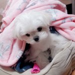 [강아지] 울집 강아지