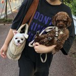 [강아지] 바닷가 유기견이던 헐크 기억하세요?