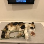 <b>나물</b>이가 억울하게 세상을 떠났습니다.. 길지만 꼭 좀 읽어주세요...