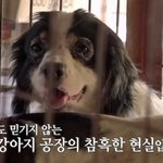 <b>펫샵</b>에서 강아지를 사는건 동물학대다