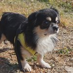 <b>모리</b>/장모치와와/남아(중성화완료)/4살/2kg  *점점 눈에 좋아지는게...