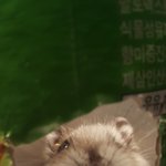 평촌이하고 북칠이의 혈투가 벌어진날~~~