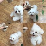[댓글부탁해] 우리강아지 만큼 불쌍한 댕댕이있니...?