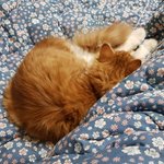 아기냥 호빵이-11 (사진 추가했습니다.)