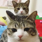 고양이중에서 코<b>숏</b>이 제일 예쁘지않냐