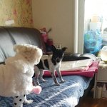 [강아지] 파보를 이겨낸 <b>밍키</b> 입양소식